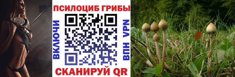 Псилоцибиновые грибы Cubensis  Вяземский 